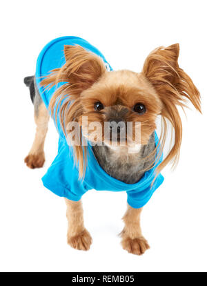 Eine süße Yorkshire Terrier in Pet blau Anzug isoliert auf weißem Stockfoto