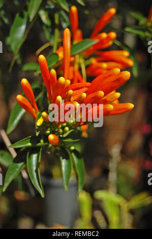 Pyrostegia venusta Stockfoto