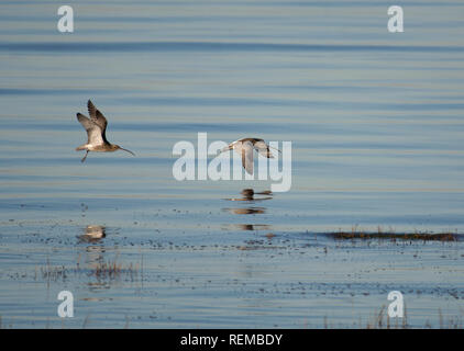 Zwei Brachvögel, Numenius arquata, flying low über Wasser, Morecambe Bay, Lancashire, Großbritannien Stockfoto
