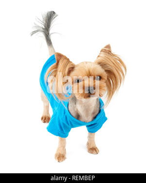 Eine süße Yorkshire Terrier in Pet blau Anzug isoliert auf weißem Stockfoto