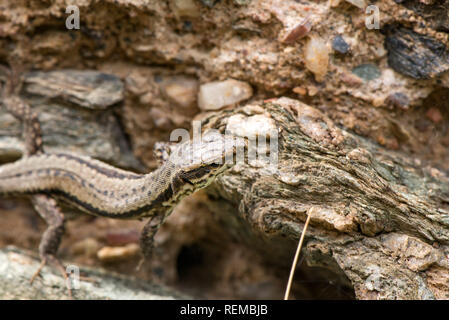 Makroaufnahme einer Eidechse. Der frühe Frühling. Die Natur erwacht. Reptilien, die ersten Sonnenstrahlen, aus Wald. Tiere, wild lebende Tiere, Dinosaurier, ein Stockfoto