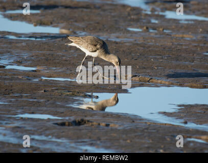 Uferschnepfe, Motacilla alba, Fütterung am Ufer in der Bucht von Morecambe, Lancashire, Großbritannien Stockfoto