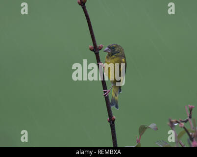 Grünfink, Carduelis chloris, auf einer knospenden Zweig, im Regen, Lancashire, Großbritannien Stockfoto