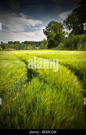 Weizenfeld im Sommer mit Traktor führenden Leitungen in die Ferne vertikales Format mit Platz kopieren Stockfoto