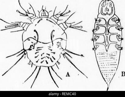 . Ein Lehrbuch der wirbellosen Morphologie [microform]. Wirbellose; Morphologie (Tiere); InvertÃ © brÃ©s; Morphologie (ANIMAUX). Typ ARACHNID A 453 mit wLich; h Mehr usii-iout der Tli (&gt; 1 Einige ea^ s (^s Istes sind cy-wleiider, uud fentiu ixterior vereinen. Ein s durch palp von tlie gebildet) oii seine inneren ein spiralförmig - in der Ex-starb bei der uriu^ cojm - tacula seiai -!s, und ihre ir, vh (j Eii-ius.lu Die o ofcur, die &lt;) ihr Bestes, der Körper ist attaclietl srs Sie lepositod in ere durchgeführt werden, sind zwei VKmoin der Iu-iioij^ geführt, bei denen und tiio Lud liave repiitr' bin, t Spinnen i'v/fluiK, Tr (Ji' - Stockfoto
