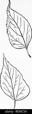 . Das Blatt - Collector's Hand-buch und herbarium [microform]: Eine Hilfe bei der Bewahrung und in der Klassifizierung der Muster Blätter der Bäume von nordöstlichem Amerika. Blätter, Bäume; Feuilles; Arbres. . Bitte beachten Sie, dass diese Bilder sind von der gescannten Seite Bilder, die digital für die Lesbarkeit verbessert haben mögen - Färbung und Aussehen dieser Abbildungen können nicht perfekt dem Original ähneln. extrahiert. Newhall, Charles S. (Charles Stedman), 1842-1935. New York; London: G. S. Putnam's Sons Stockfoto