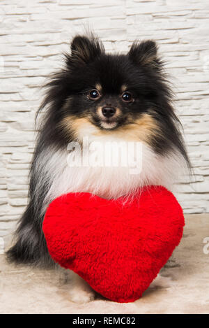 Pomeranian Spitz hund welpe mit roten Herzen Stockfoto