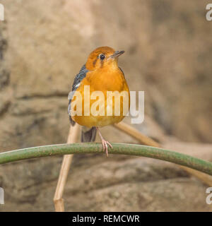 Orange vorangegangen Boden Thrush (Zoothera Citrina) Stockfoto