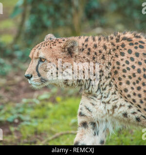 Gepard (Acinonyx Jubatus) Stockfoto