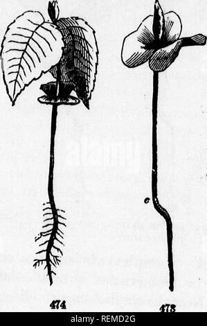 . Klasse - das Buch der Botanik [microform]: die Konturen der Struktur, Physiologie und Klassifizierung von Pflanzen: Mit einem Flora von den Vereinigten Staaten und Kanada. Botanik; Botanik; Pflanzen; pflanzen; Botanique; Botanique; Plantes; Botanique. Die Keimung. 121 Keimen, 608. Definition. Die Wiederaufnahme des Wachstums in der Samen wird aufgerufen, der Keimung. Es ist das Erwachen des Embryos aus seinem Tor-por, und der Beginn der Entwicklung in seinen Teilen bereits gebildet, so wie eine Pflanze wie seine Mutter geworden. 471 Ra? wr!°" "fv°" - Ich?!* Tt®'"''^"!!^^^'''^^" • "^^^^'^'." ". obowlns die foMod Stockfoto