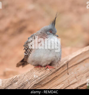 Crested Pigeon (Ocyphas Lophotes) Stockfoto