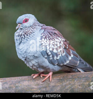 Gefleckte Taube (Columbia Quinea) Stockfoto