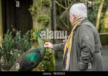 Frau streicheln ein Pfau Stockfoto