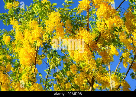 Leuchtend gelbe Blüten der Goldene Dusche Baum (Cassia Fistula) Stockfoto