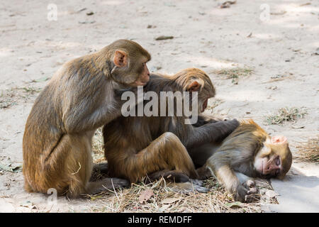 Rhesus Makaken (Macaca mulatta) Affen pflegen einander, Swayambhunath, Nepal Stockfoto