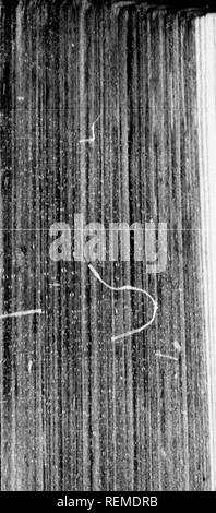 . Reisen in Nordamerika [microform]: Mit seinen natürlichen Geschichte und Indizien der Plantagen und der Landwirtschaft im Allgemeinen: Mit den zivilen, kirchlichen und wirtschaftlichen Zustand des Landes und die Sitten der Einwohner, und mehrere neugierig und wichtige Erläuterungen zu verschiedenen Themen. Natural History; Naturgeschichte; Naturgeschichte; Baron, Baron, Baron. IH:. Bitte beachten Sie, dass diese Bilder aus gescannten Seite Bilder, die digital für die Lesbarkeit verbessert haben mögen - Färbung und Aussehen dieser illust extrahiert werden Stockfoto