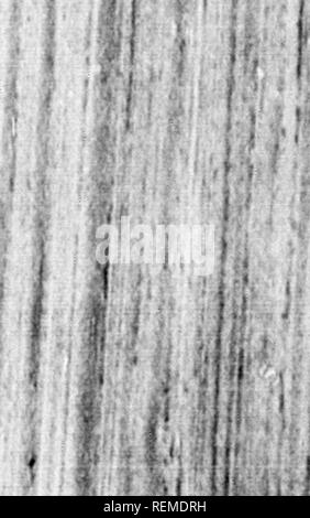 . Reisen in Nordamerika [microform]: Mit seinen natürlichen Geschichte und Indizien der Plantagen und der Landwirtschaft im Allgemeinen: Mit den zivilen, kirchlichen und wirtschaftlichen Zustand des Landes und die Sitten der Einwohner, und mehrere neugierig und wichtige Erläuterungen zu verschiedenen Themen. Natural History; Naturgeschichte; Naturgeschichte; Baron, Baron, Baron. 11 I'. Ich ''â Ich'. Ich tif ich Ich. Â ¢! . Â J S M T I Bitte beachten Sie, dass diese Bilder aus gescannten Seite Bilder, die digital für readabil gesteigert wurden extrahiert werden Stockfoto