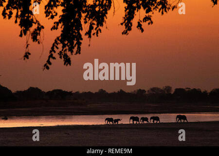 Eine kleine Herde der Afrikanischen Elefanten den Luangwa River Crossing am Sun Rise, South Luangwa National Park, Sambia Stockfoto