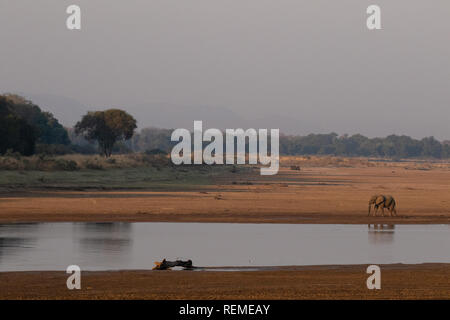 Ein einsamer Stier Afrikanischer Elefant stehend am Ufer des Flusses, South Luangwa National Park, Sambia Stockfoto