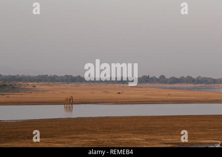 Ein einsamer Stier Afrikanischer Elefant stehend am Ufer des Flusses, South Luangwa National Park, Sambia Stockfoto