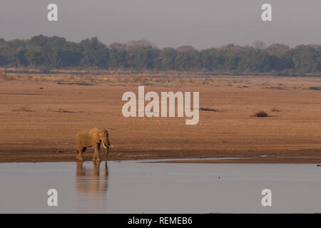 Ein einsamer Stier Afrikanischer Elefant stehend am Ufer des Flusses, South Luangwa National Park, Sambia Stockfoto