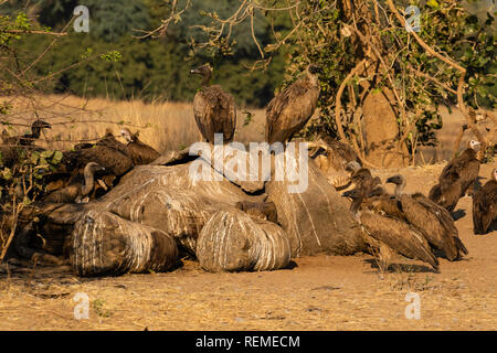 Der Kadaver eines toten Afrikanischen Elefanten durch die Geier in South Luangwa National Park gespült werden Stockfoto