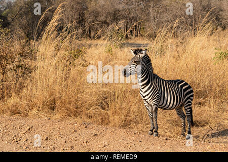 Crawshay von Zebra am Straßenrand im South Luangwa Nationalpark posing Stockfoto