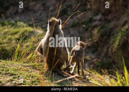 Chacma baboon (Papio ursinus), mit einem Kleinkind am Ufer des Flusses, South Luangwa National Park, Sambia Stockfoto