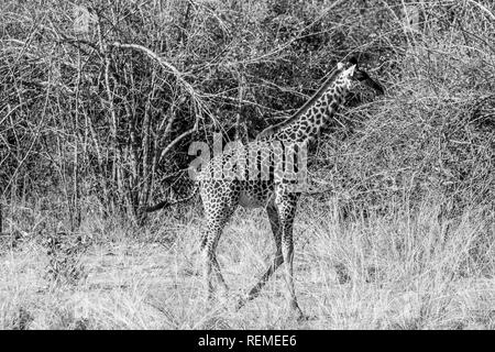 Ein einsamer Thornicroft Giraffe (Giraffa Camelopardalis thornicrofti), Wandern im South Luangwa National Park, Sambia Stockfoto