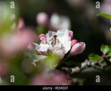 Hoverfly auf Crab Apple Blossom Stockfoto