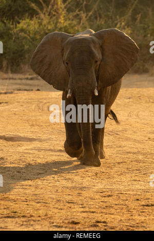 Ein junger afrikanischer Elefant Fuß in Richtung der Kamera mit den Ohren in South Luangwa National Park Stockfoto