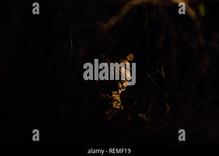 Ein Leopard auf dem Boden ruhen in der Nacht im South Luangwa Nationalpark in Sambia Stockfoto