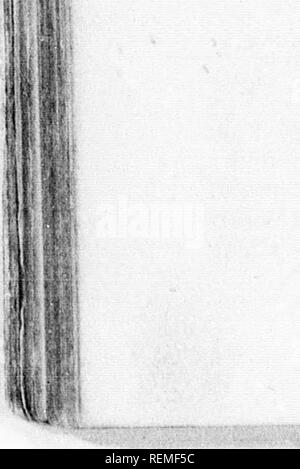 . Die illustrierte Naturgeschichte [microform]. Natural History; Baron. Die WATKH RPANIBL. Des Königs Lostorf Hund ist eine Verkleinerungsform Rasse der Spaniels, firstbrought in Bekanntmachung von Charles die Zweite, die in die von Ihnen in seinen Spaziergängen begleitet und war dehghted Akkus - Wortoder in seiner Schlafkammer zugeben, und sogar erlaubt ist, sie auf seinem Bett zu liegen. Bitte beachten Sie, dass diese Bilder sind von der gescannten Seite Bilder, die digital für die Lesbarkeit verbessert haben mögen - Färbung und Aussehen dieser Abbildungen können nicht perfekt dem Original ähneln. extrahiert. Holz, J. G. ( Stockfoto