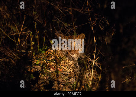 Ein Leopard auf dem Boden ruhen in der Nacht im South Luangwa Nationalpark in Sambia Stockfoto