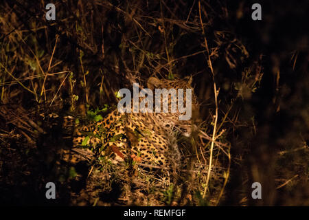 Ein Leopard auf dem Boden ruhen in der Nacht im South Luangwa Nationalpark in Sambia Stockfoto