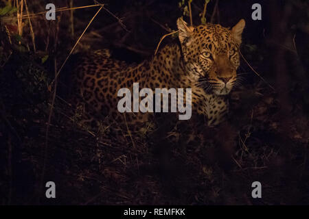 Ein Leopard auf dem Boden ruhen in der Nacht im South Luangwa Nationalpark in Sambia Stockfoto