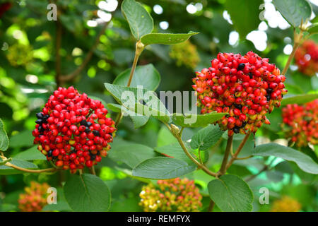 Ein viburnum Lantana - Große sommergrüne Strauch native Stockfoto