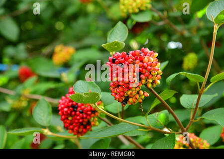 Ein viburnum Lantana - Große sommergrüne Strauch native Stockfoto