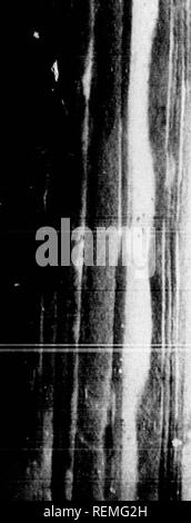 . Histoire Naturelle de vÃ©gÃ©taux classÃ©s par Familles [microforme]: Avec la Citation de la classe et de l'ordre de LinnÃ©, et l'Angabe de l'usage que l'on peut faire des Plantes dans les Arts, le Commerce, l'agriculture, Le Jardinage, la mÃ©Decine, etc. des zahlen dessinÃ©es d'Après-ski Natur, et un-Gattungen complet, selon le systÃ¨me de LinnÃ©, avec De renvois aux Familles naturelles de A.L. de Jussieu. Botanique; Botanik. I I I 244 HÃ¯. yroiRE NATURELLE "ne Ausstellung chaude et craint les Grands Hivers. Cepeni^ Ameise, place dans un jardin Bas, M. Duiiamel lui Eine vu Passer l'hiver de 175 Stockfoto