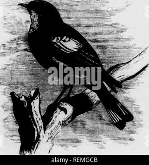 . Eine Geschichte der nordamerikanische Vögel [microform]: Land der Vögel. Vögel - Nordamerika; Ornithologie - Nordamerika; Oiseaux - In du Nord; Ornithologie - In du Nord. Dendroica roronata. Gattung DENDROICA, Grau. Siflvicoln, Oenora CfUAY, Vögel, 2 na)) iphu, f, Haktlauu, Ki "V. Zool. 184."), 342. (Nicht der Rafines&lt; Jue, Standort. Monatliche Maj". 1818, und Jour, de Phys. 1819.) Gex. Char. Bill konisch, gedämpft, iloprcssed an der Basis, wo es jedoch kaum breiter als hoch, aus der Mitte des komprimierten - dle. Culmen straiijht für die basale Hälfte, dann ziemlich schnell geschwungen, die untere e Stockfoto