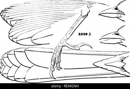 . Eine Geschichte der nordamerikanische Vögel [microform]: Land der Vögel. Vögel - Nordamerika; Ornithologie - North American; Oiseaux - In du Nord; Ornithologie - In du Nord. 1 (U NORD AMEIilCAN lURD??. Gattung PZPILO, Vikillot. 1. pilo^ ViKiLL" "T, Analysieren, 1816 (AuAssiz ^. iTypo, Frinyilla crythrophthahna, LiXN.) Gen. TnAH. Bill ratber Stout: Die culiuen p-cntly geschwungen, die^ onys Fast straijjht, * Der eoimnisiiure eoneave sanft, mit einer Kerbe in der Nähe von tlie deeided Ende; der Unterkiefer nicht so. Pipilo fuscus. tief wie die oberen; nicht so breit wie die gonys ist lang, aber breiter als die Basis der oberen Stockfoto