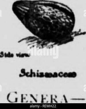 . Unsere Farne in Ihrer spukt [microform]: ein Leitfaden für alle heimischen Arten. Farne; Fougères. . Bitte beachten Sie, dass diese Bilder sind von der gescannten Seite Bilder, die digital für die Lesbarkeit verbessert haben mögen - Färbung und Aussehen dieser Abbildungen können nicht perfekt dem Original ähneln. extrahiert. Clute, Willard N. (Willard Nelson), 1869-1950. Toronto: W. Briggs Stockfoto