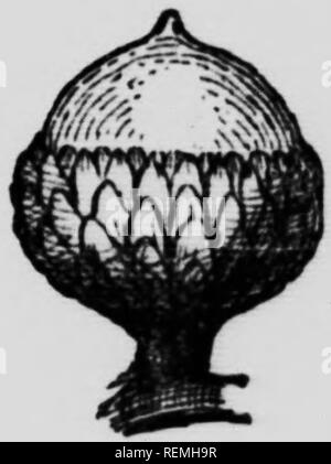 . Dem Forsthaus, Handbuch, oder den Wald Bäume des östlichen Nordamerika [microform]. Bäume; Arbres. . Bitte beachten Sie, dass diese Bilder sind von der gescannten Seite Bilder, die digital für die Lesbarkeit verbessert haben mögen - Färbung und Aussehen dieser Abbildungen können nicht perfekt dem Original ähneln. extrahiert. Seton, Ernest Thompson, 1860-1946. Toronto: Musson Stockfoto