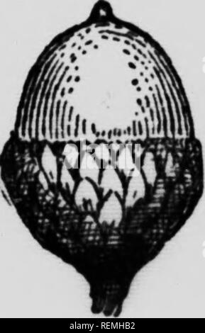 . Dem Forsthaus, Handbuch, oder den Wald Bäume des östlichen Nordamerika [microform]. Bäume; Arbres. . Bitte beachten Sie, dass diese Bilder sind von der gescannten Seite Bilder, die digital für die Lesbarkeit verbessert haben mögen - Färbung und Aussehen dieser Abbildungen können nicht perfekt dem Original ähneln. extrahiert. Seton, Ernest Thompson, 1860-1946. Toronto: Musson Stockfoto