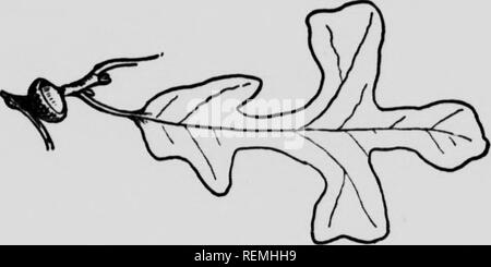 . Dem Forsthaus, Handbuch, oder den Wald Bäume des östlichen Nordamerika [microform]. Bäume; Arbres. Post Oak, Eisen oder Eiche. (Quercus stellata) ein kleiner Baum, selten loo Fuß hoch; von sehr harten Holz, langlebig; für Beiträge verwendet, etc. Ein kubischer Fuß wiegt 52 kg, also das Gleiche wie Shagbark Hidcory. Die Blätter 5 bis 8 cm lang. Eicheln sind in eine Saison..rt^^!^:. Bitte beachten Sie, dass diese Bilder sind von der gescannten Seite Bilder, die digital für die Lesbarkeit verbessert haben mögen - Färbung und Aussehen dieser Abbildungen können nicht perfekt dem Original ähneln. extrahiert. Seton, Ernest Thom Stockfoto