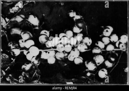 . Kultur du Prunier [microforme]: Liste de Variétés gießen Bezirke de l'Ontario et de Québec: Beschreibungen de variétés. Pflaume; beschneiden; Baumzucht fruitière; Pflaume; Pflaume; Obst - Kultur. Il tm I l'. L Ni Ht-M (&lt; • I M IM l'h t 1,1 Mt I. P'. Bitte beachten Sie, dass diese Bilder sind von der gescannten Seite Bilder, die digital für die Lesbarkeit verbessert haben mögen - Färbung und Aussehen dieser Abbildungen können nicht perfekt dem Original ähneln. extrahiert. Macoun, W.T. (William Tyrrell), 1869-1933; Fermes et Stationen expérimentales Fédérales (Kanada). Ottawa: Ministère de l'Agriculture Stockfoto