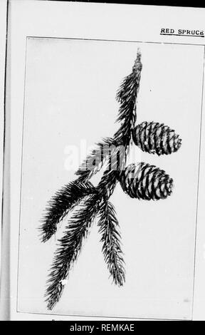 . Unsere einheimischen Bäume und wie zu erkennen, diese [microform]: Eine beliebte Untersuchung über ihre Gewohnheiten und ihre Besonderheiten. Bäume; Arbres. k'ill oft zu anderen ^m-ows n Parks auci Rasen DUifS ältere Es fuuls sympathisch und bald de Fichte ausreichen. Harz strahlt diite Kaugummi. Ighty Füße hoch, occa-iL'in liniit bcconiinj;;;;;;;; i) Tia zu Nord-carolina harzig. jular Skalen. - Brancli econie hell rötlich-und schuppig. cod Blasser; leichtes, weiches Ich bau und Boards der musikalischen in - 28,13 kg akute, einem Viertel mit Kaltschnäuzig Punkt^, wenn fällig; Mittelrippe 1 lange; sie zeichnen sich id sind moie oder weniger - Es sterig Stockfoto