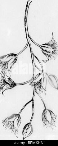 . Unsere einheimischen Bäume und wie zu erkennen, diese [microform]: Eine beliebte Untersuchung über ihre Gewohnheiten und ihre Besonderheiten. Bäume; Arbres. Blatt Pud..-. Slij^ htly harzig, eiförmig, spitz, cov-Tätseinbußen witli hriyiit rot braun Waage, one-fourtli. iii zoll Lošinj, und die Größe der (untere budI, Blätter zu stoppen. - Alter-Nate, der vier bis sieben iiiilii Iniiu, zwei zu tiiri. 1-Zoll breit, breit eiförmig, Cor-ilate oder liimcate oder mit ich kleine Sinus an der Basis abgerundet, fein oder coarselv crcnate-Ich" - "Ich. Ith in -&gt; iirved j; landuiar Zähne, akute oder kurze Spitzen oder manchmal downy abgerundet. : Ich dicke w liite Tomen-ale Stockfoto