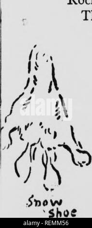 . Wilde Tiere zu Hause [microform]. Tiere; Zoologie; Animaux; Zoologie. Die Kaninchen und ihre Gewohnheiten "schneeschuh" aufgrund der Größe ihrer Füße, w: Ich schon groß, sind im Schnee mal größer gemacht durch die Fransen der steifen Borsten, die Kreatur, eine derart breite Bereich der Unterstützung, die Sie auf der Oberfläche mit weichem Schnee überspringen können, während alle seine Verwandten in Waschbecken Hilflosigkeit geben. Hier ist die Hinterfüße von einer Schneeschuhwanderung im Winter, mit der hinterfüße eines Hasen, das war fast drei mal sein Gewicht gegenüber. Kaninchen sind niedrig in der Skala der Intelligenz, aber sie sind hoch genug zu haben Stockfoto