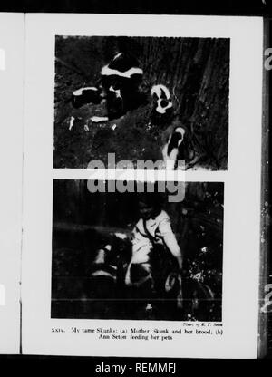 . Wilde Tiere zu Hause [microform]. Tiere; Zoologie; Animaux; Zoologie. . Bitte beachten Sie, dass diese Bilder sind von der gescannten Seite Bilder, die digital für die Lesbarkeit verbessert haben mögen - Färbung und Aussehen dieser Abbildungen können nicht perfekt dem Original ähneln. extrahiert. Seton, Ernest Thompson, 1860-1946. Toronto: W. Briggs Stockfoto